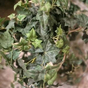 Artificial Faux Silk Plant in Pot for Indoor/Outdoor Full Realistic Quality